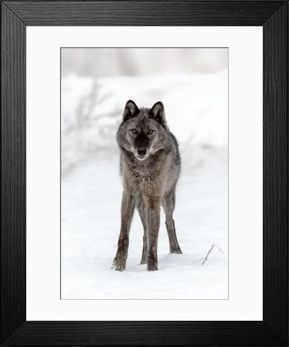 Framed Print : The gray wolf or grey wolf is native to Eurasia and N America Framed Print : The gray wolf or grey wolf is native to Eurasia and N America