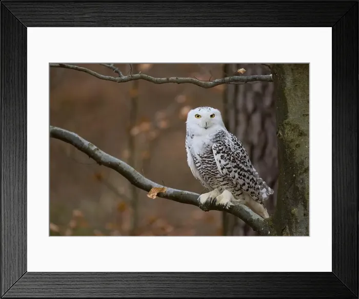 Framed Print : Snowy owl on branch (Bubo scandiacus) captive, Czech Republic, Europe Framed Print : Snowy owl on branch (Bubo scandiacus) captive, Czech Republic, Europe