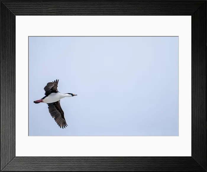 Framed Print : Antarctic shag (Leucocarbo bransfieldensis) flying in the sky. A Framed Print : Antarctic shag (Leucocarbo bransfieldensis) flying in the sky. A