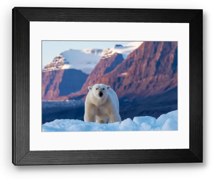 Framed Print : Polar bear, ursus maritimus, and the red rock mountains of Vikinge Bay Framed Print : Polar bear, ursus maritimus, and the red rock mountains of Vikinge Bay
