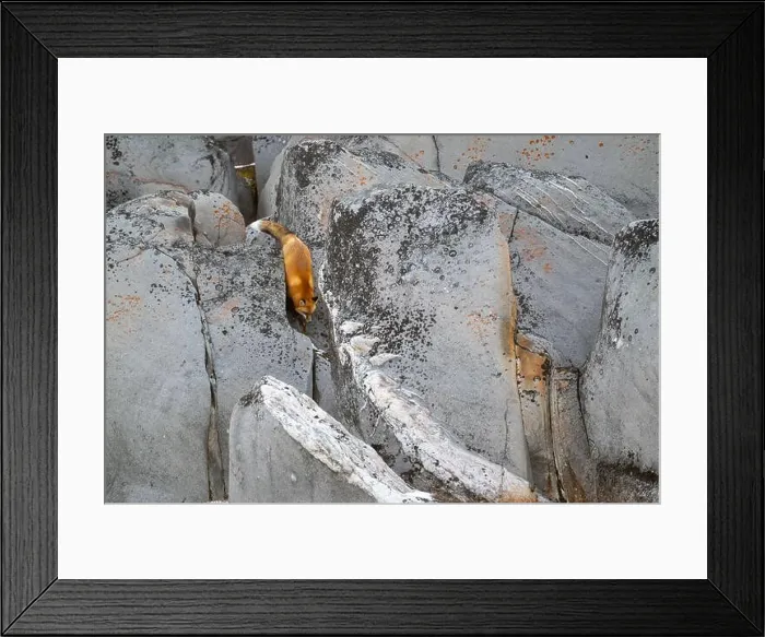 Framed Print : A red fox running down the rocky shoreline of Hudson Bay near Churchill, Manitoba, in fall Framed Print : A red fox running down the rocky shoreline of Hudson Bay near Churchill, Manitoba, in fall