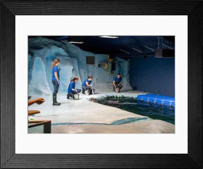 Framed Print : Tromso, Norway - 07.04.2024: Seal show in Polaria aquarium in Tromso, Norway Framed Print : Tromso, Norway - 07.04.2024: Seal show in Polaria aquarium in Tromso, Norway