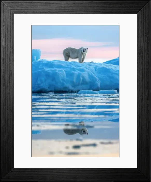 Framed Print : Polar bear, ursus maritimus, in Vikinge Bay Framed Print : Polar bear, ursus maritimus, in Vikinge Bay