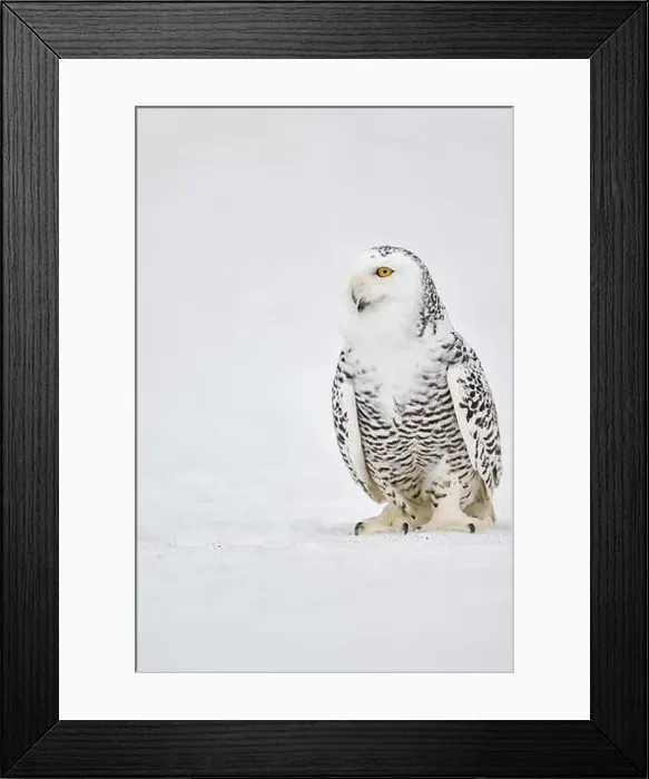 Framed Print : Snowy owl in the snow (Bubo scandiacus) captive, Czech Republic, Europe Framed Print : Snowy owl in the snow (Bubo scandiacus) captive, Czech Republic, Europe