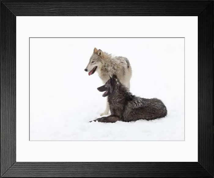 Framed Print : The gray wolf or grey wolf is native to Eurasia and N America Framed Print : The gray wolf or grey wolf is native to Eurasia and N America