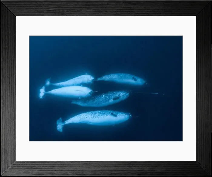 Framed Print : narwhal, Monodon monoceros, pod of males, Lancaster Sound, Nunavut, Canada, Arctic Ocean Framed Print : narwhal, Monodon monoceros, pod of males, Lancaster Sound, Nunavut, Canada, Arctic Ocean