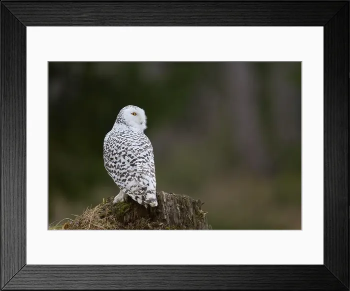 Framed Print : Snowy owl (Bubo scandiacus) captive, Czech Republic, Europe Framed Print : Snowy owl (Bubo scandiacus) captive, Czech Republic, Europe