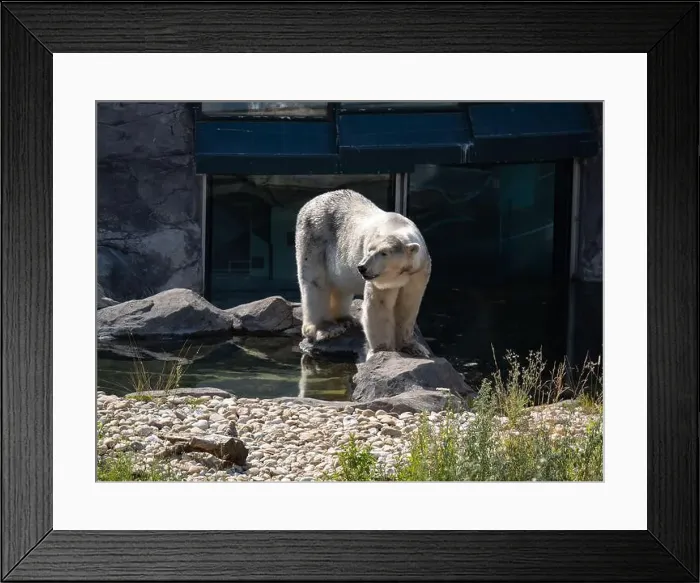 Framed Print : Solitary Polar Bear Gazing Out from Its Habitat Framed Print : Solitary Polar Bear Gazing Out from Its Habitat