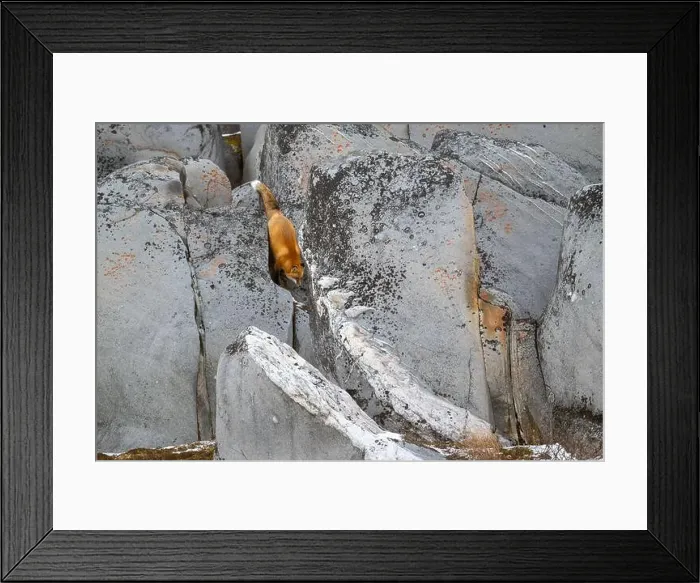 Framed Print : A red fox running down the rocky shoreline of Hudson Bay near Churchill, Manitoba, in fall Framed Print : A red fox running down the rocky shoreline of Hudson Bay near Churchill, Manitoba, in fall