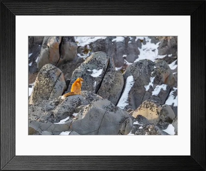 Framed Print : A red fox running sitting on rocky shoreline of Hudson Bay near Churchill, Manitoba, in fall Framed Print : A red fox running sitting on rocky shoreline of Hudson Bay near Churchill, Manitoba, in fall