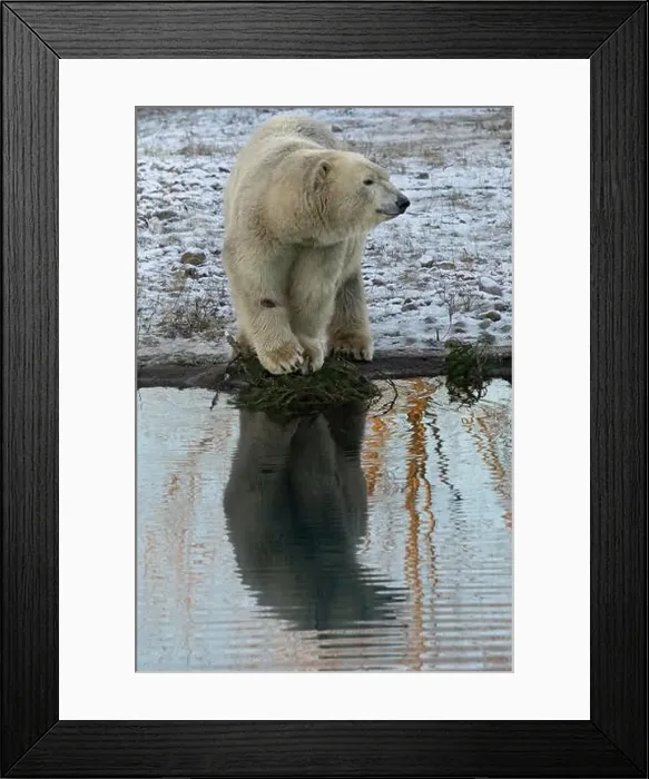 Framed Print : Polar bear in natural and reflection on water environment