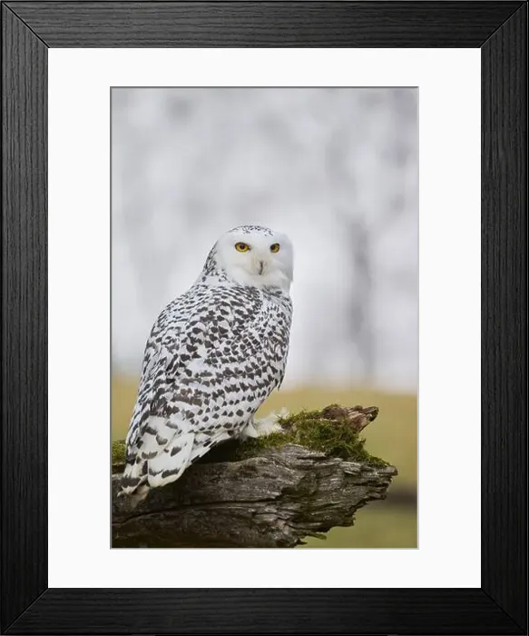 Framed Print : Snowy owl on branch (Bubo scandiacus) captive, Czech Republic, Europe Framed Print : Snowy owl on branch (Bubo scandiacus) captive, Czech Republic, Europe