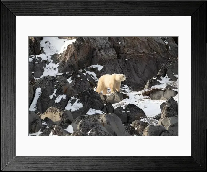 Framed Print : Young polar bear making its way along the rocky shore of Hudson Bay near Churchill, Manitoba Framed Print : Young polar bear making its way along the rocky shore of Hudson Bay near Churchill, Manitoba