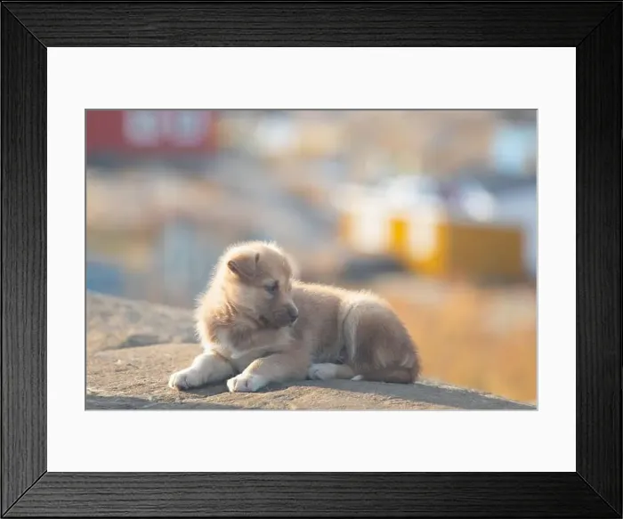 Framed Print : Greenland dog, husky lying peacefully on rocks in front of houses, Greenland Beautiful sunny day in summer season