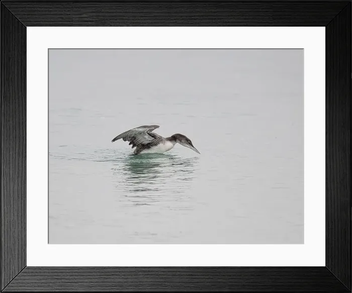 Framed Print : The largest of the UK's divers Framed Print : The largest of the UK's divers