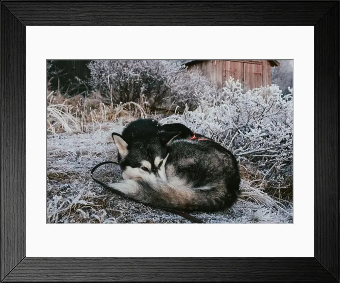 Framed Print : Alaskan Malamute Resting in Frosty Winter Landscape Framed Print : Alaskan Malamute Resting in Frosty Winter Landscape