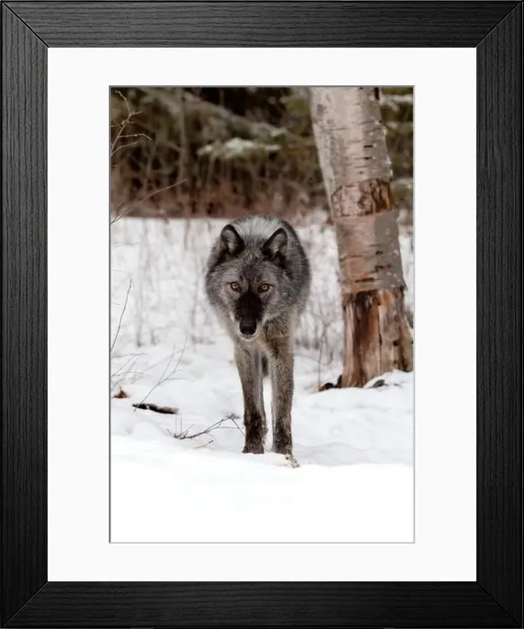 Framed Print : The gray wolf or grey wolf is native to Eurasia and N America Framed Print : The gray wolf or grey wolf is native to Eurasia and N America