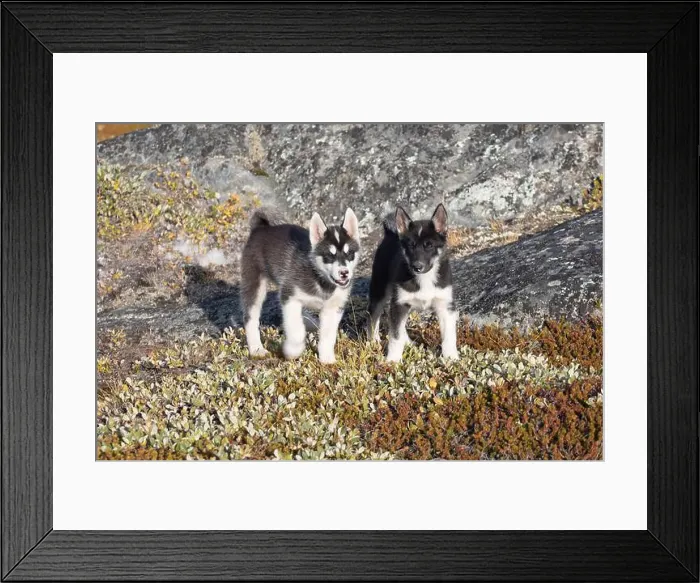 Framed Print : Greenland dog, husky lying peacefully on rocks in front of houses, Greenland Beautiful sunny day in summer season Framed Print : Greenland dog, husky lying peacefully on rocks in front of houses, Greenland Beautiful sunny day in summer season