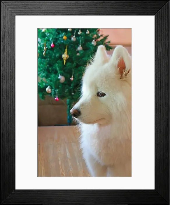 Framed Print : Closeup of a Beautiful Samoyed dog with Christmas Tree in the Backdrop Framed Print : Closeup of a Beautiful Samoyed dog with Christmas Tree in the Backdrop