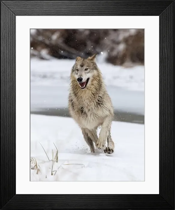 Framed Print : The gray wolf or grey wolf is native to Eurasia and N America Framed Print : The gray wolf or grey wolf is native to Eurasia and N America