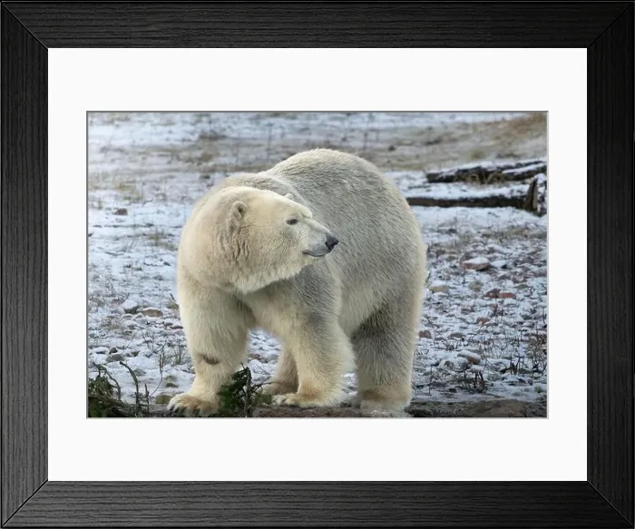 Framed Print : A polar bear or polar bear (Latin: Ursus maritimus) Framed Print : A polar bear or polar bear (Latin: Ursus maritimus)