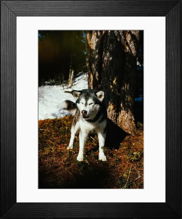 Framed Print : Alaskan malamute standing in spring sunlight Framed Print : Alaskan malamute standing in spring sunlight