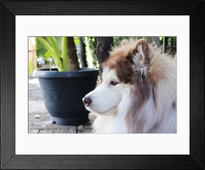 Framed Print : Closeup of a Beautiful Copper Siberian Husky Relaxing in the Yard Framed Print : Closeup of a Beautiful Copper Siberian Husky Relaxing in the Yard