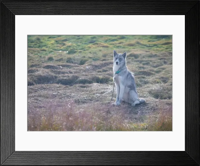 Framed Print : Greenland dog, husky lying peacefully on rocks in front of houses, Greenland Beautiful sunny day in summer season Framed Print : Greenland dog, husky lying peacefully on rocks in front of houses, Greenland Beautiful sunny day in summer season