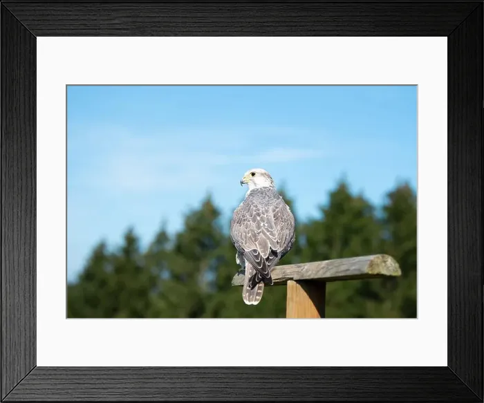 Framed Print : Gyrfalcon, wildlife, raptor bird of prey on a tree trunk, habitat, forest and meadow landscape, Falco rusticolus Framed Print : Gyrfalcon, wildlife, raptor bird of prey on a tree trunk, habitat, forest and meadow landscape, Falco rusticolus
