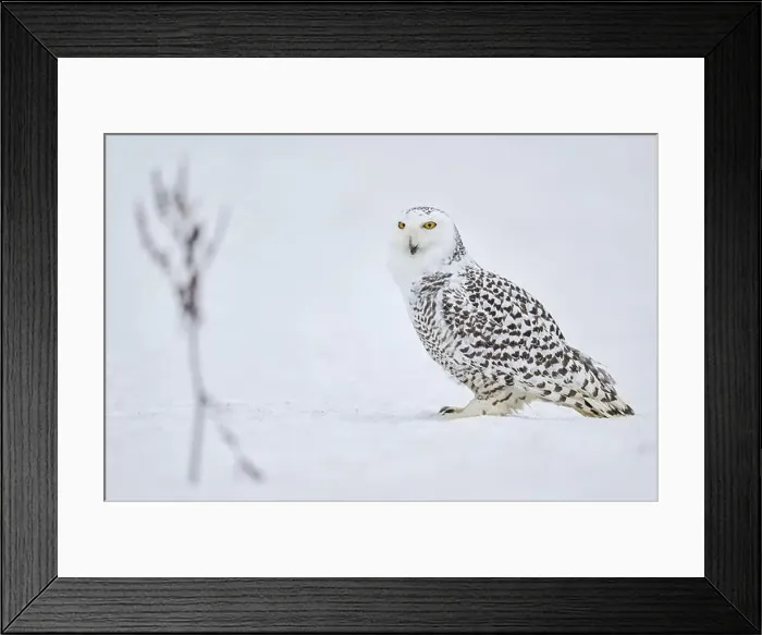Framed Print : Snowy owl in the snow (Bubo scandiacus) captive, Czech Republic, Europe Framed Print : Snowy owl in the snow (Bubo scandiacus) captive, Czech Republic, Europe