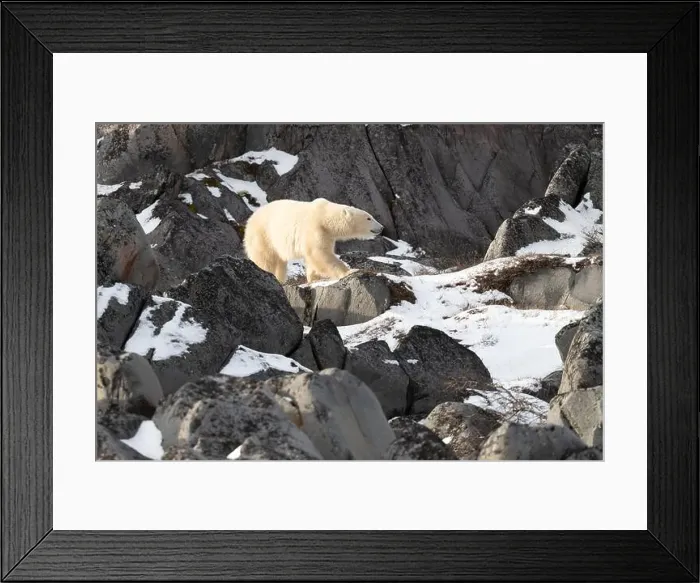 Framed Print : Young polar bear making its way along the rocky shore of Hudson Bay near Churchill, Manitoba Framed Print : Young polar bear making its way along the rocky shore of Hudson Bay near Churchill, Manitoba
