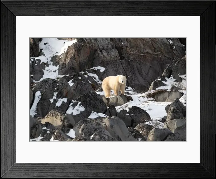 Framed Print : Young polar bear making its way along the rocky shore of Hudson Bay near Churchill, Manitoba Framed Print : Young polar bear making its way along the rocky shore of Hudson Bay near Churchill, Manitoba