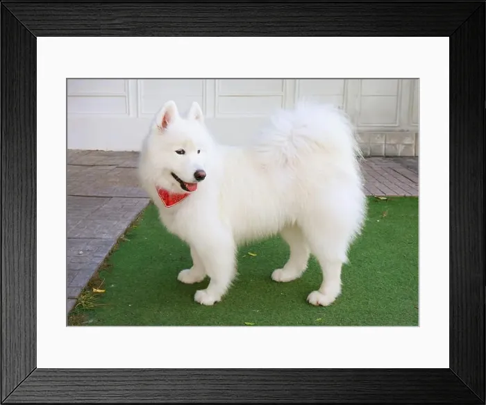 Framed Print : Adorable Samoyed dog with pure white double layer coat Framed Print : Adorable Samoyed dog with pure white double layer coat