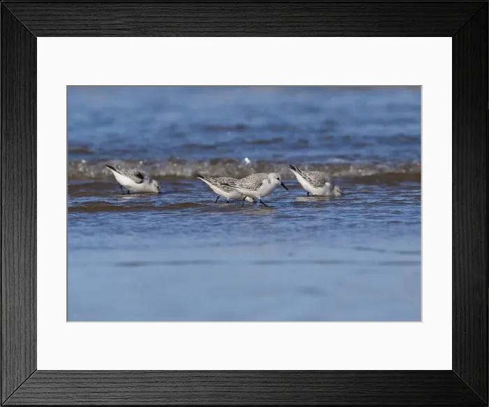Framed Print : Sanderling, Titchwell, Norfolk Framed Print : Sanderling, Titchwell, Norfolk