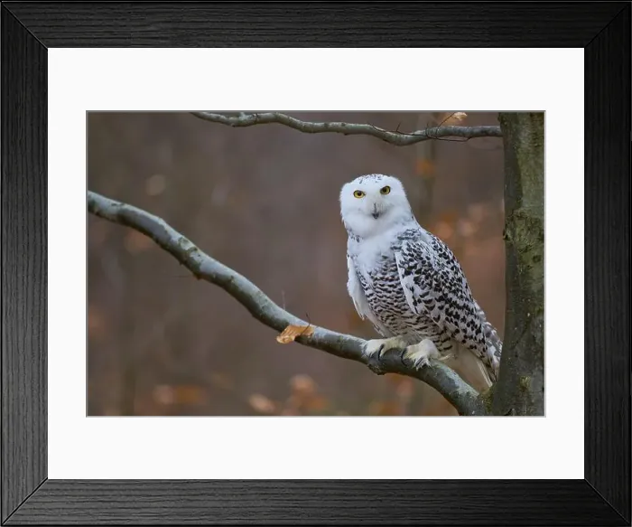 Framed Print : Snowy owl on branch (Bubo scandiacus) captive, Czech Republic, Europe Framed Print : Snowy owl on branch (Bubo scandiacus) captive, Czech Republic, Europe
