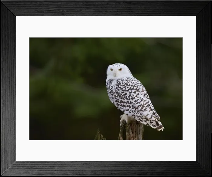 Framed Print : Snowy owl (Bubo scandiacus) captive, Czech Republic, Europe Framed Print : Snowy owl (Bubo scandiacus) captive, Czech Republic, Europe
