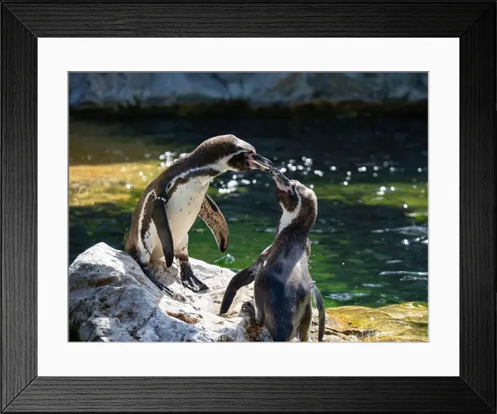 Framed Print : Two Penguins stand on a Rock Together Near a Pond Framed Print : Two Penguins stand on a Rock Together Near a Pond