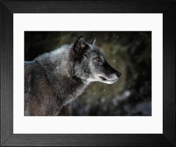 Framed Print : The gray wolf or grey wolf is native to Eurasia and N America Framed Print : The gray wolf or grey wolf is native to Eurasia and N America