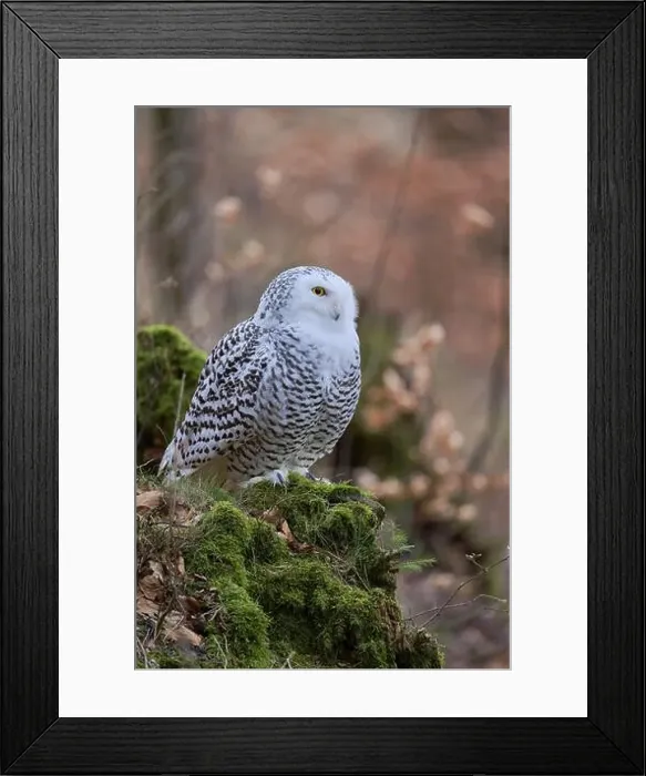 Framed Print : Snowy owl (Bubo scandiacus) captive, Czech Republic, Europe Framed Print : Snowy owl (Bubo scandiacus) captive, Czech Republic, Europe