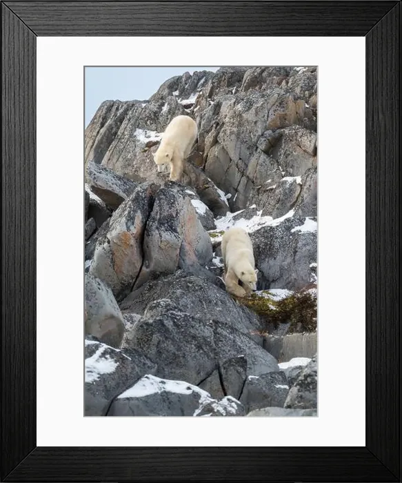 Framed Print : Two polar bears making their way down the rocky shoreline of Hudson Bay near Churchill, Manitoba Framed Print : Two polar bears making their way down the rocky shoreline of Hudson Bay near Churchill, Manitoba