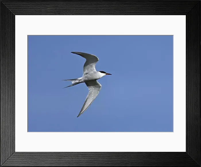 Framed Print : Arctic Arctic Tern (Sterna paradisaea), in flight, Texel, West Frisian Islands, province of North Holland, Netherlands Framed Print : Arctic Arctic Tern (Sterna paradisaea), in flight, Texel, West Frisian Islands, province of North Holland, Netherlands