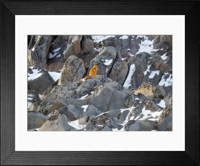 Framed Print : A red fox running sitting on rocky shoreline of Hudson Bay near Churchill, Manitoba, in fall Framed Print : A red fox running sitting on rocky shoreline of Hudson Bay near Churchill, Manitoba, in fall