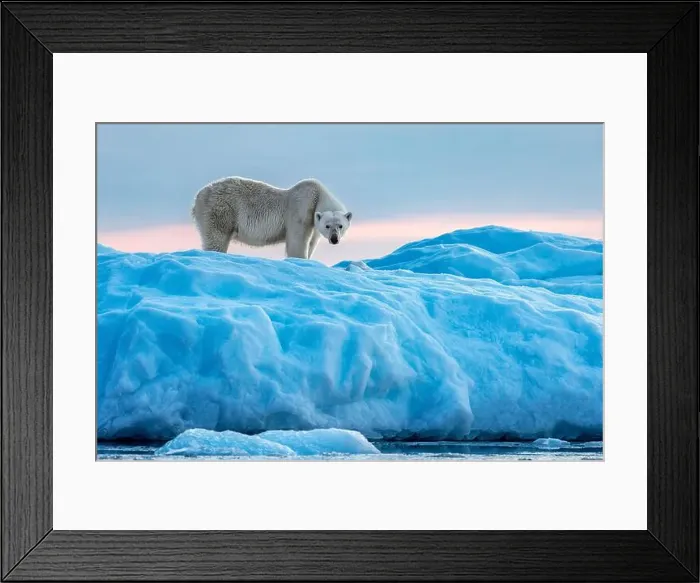 Framed Print : Polar bear, ursus maritimus, in Vikinge Bay Framed Print : Polar bear, ursus maritimus, in Vikinge Bay