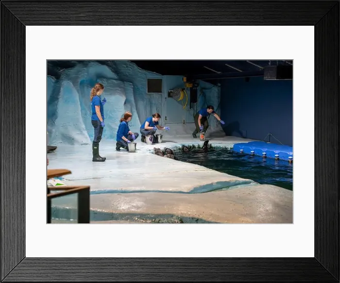 Framed Print : Tromso, Norway - 07.04.2024: Seal show in Polaria aquarium in Tromso, Norway Framed Print : Tromso, Norway - 07.04.2024: Seal show in Polaria aquarium in Tromso, Norway