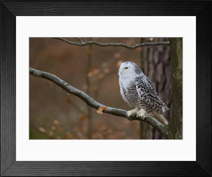 Framed Print : Snowy owl on branch (Bubo scandiacus) captive, Czech Republic, Europe Framed Print : Snowy owl on branch (Bubo scandiacus) captive, Czech Republic, Europe
