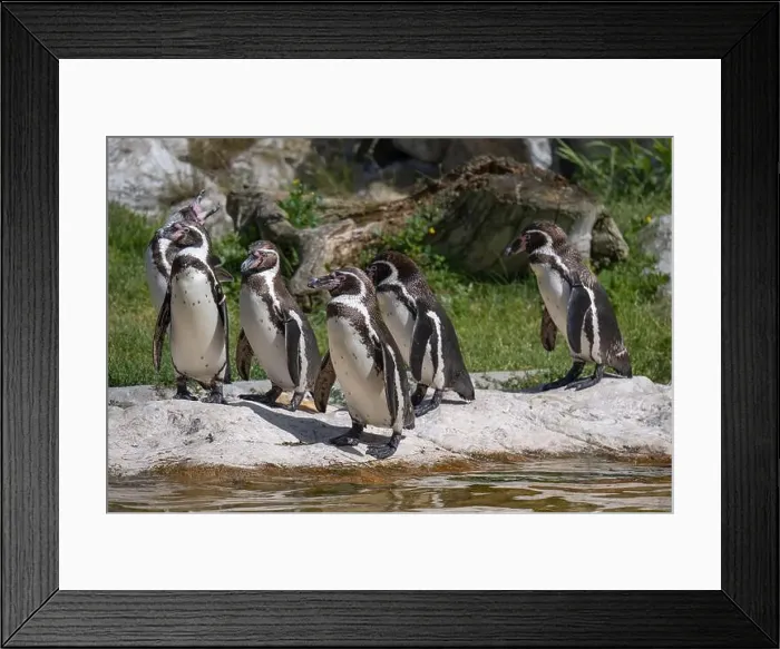 Framed Print : Group of Penguins stand on a Rock Together Near a Pond Framed Print : Group of Penguins stand on a Rock Together Near a Pond
