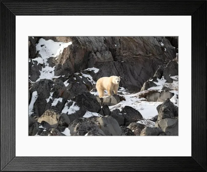 Framed Print : Young polar bear making its way along the rocky shore of Hudson Bay near Churchill, Manitoba Framed Print : Young polar bear making its way along the rocky shore of Hudson Bay near Churchill, Manitoba