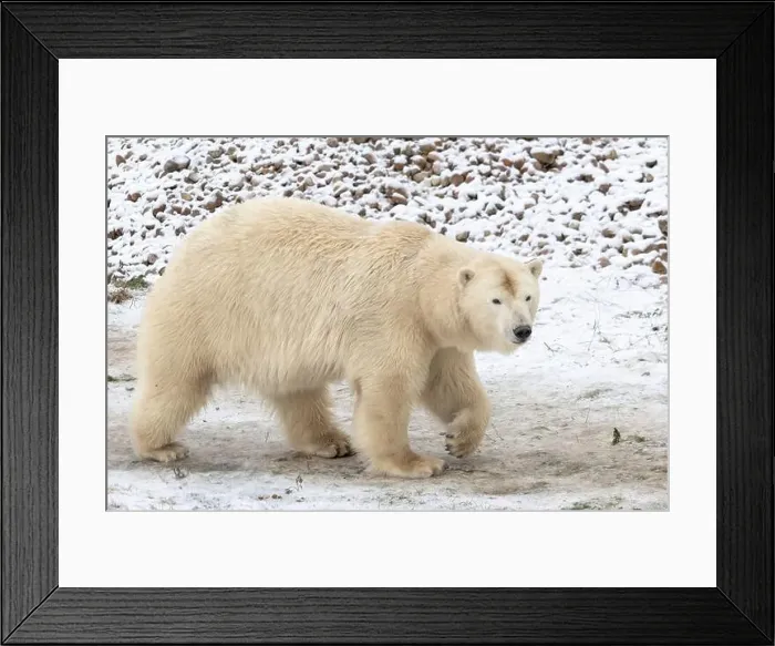 Framed Print : Young adult female polar bear walks across the snow and ice Framed Print : Young adult female polar bear walks across the snow and ice