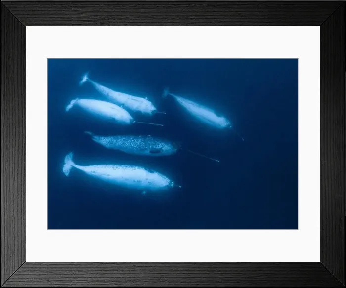 Framed Print : narwhal, Monodon monoceros, pod of males, Lancaster Sound, Nunavut, Canada, Arctic Ocean Framed Print : narwhal, Monodon monoceros, pod of males, Lancaster Sound, Nunavut, Canada, Arctic Ocean