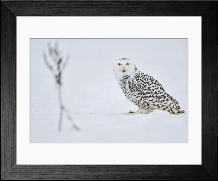 Framed Print : Snowy owl in the snow (Bubo scandiacus) captive, Czech Republic, Europe Framed Print : Snowy owl in the snow (Bubo scandiacus) captive, Czech Republic, Europe
